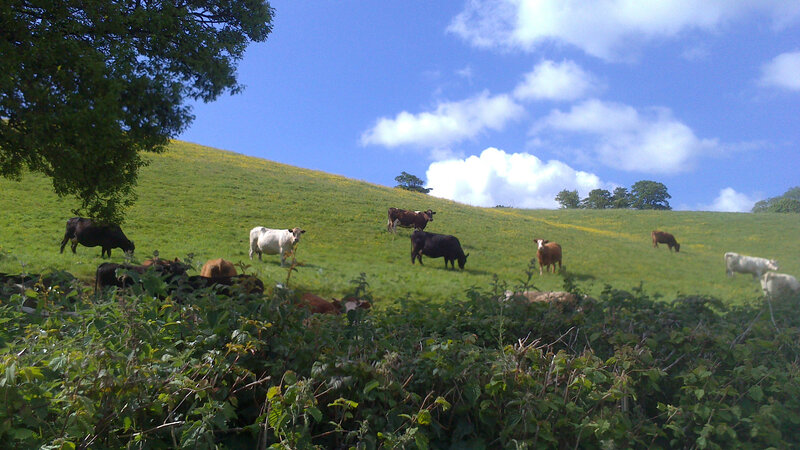 Cows Grazing on Hill — Green, Serene