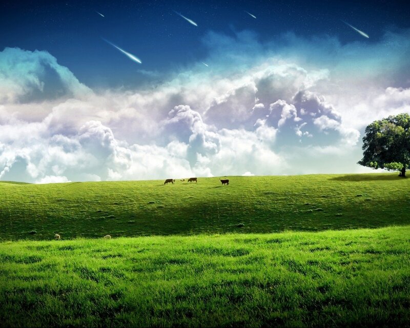 Cows Grazing on Hill — Green