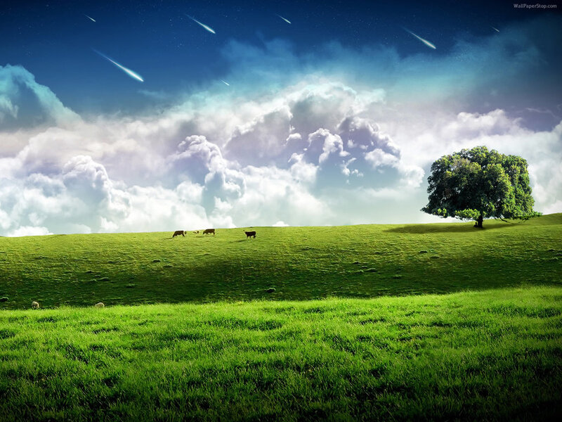 Cows Grazing on Hill