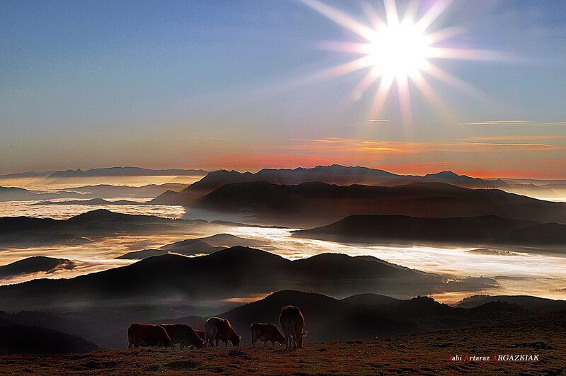 Cows Grazing on Hillside — Blue, Serene