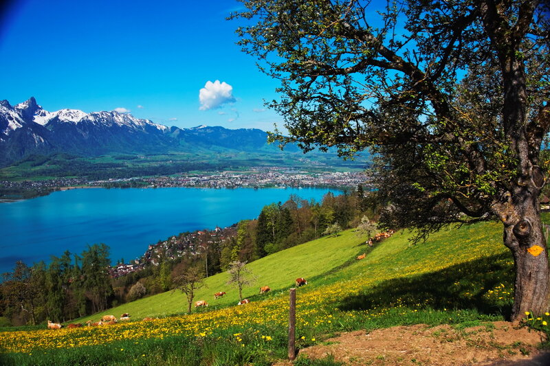 Cows Grazing on Hillside — Blue