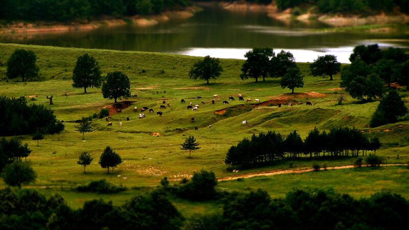 Cows Grazing on Hillside — Green, Serene, Afternoon