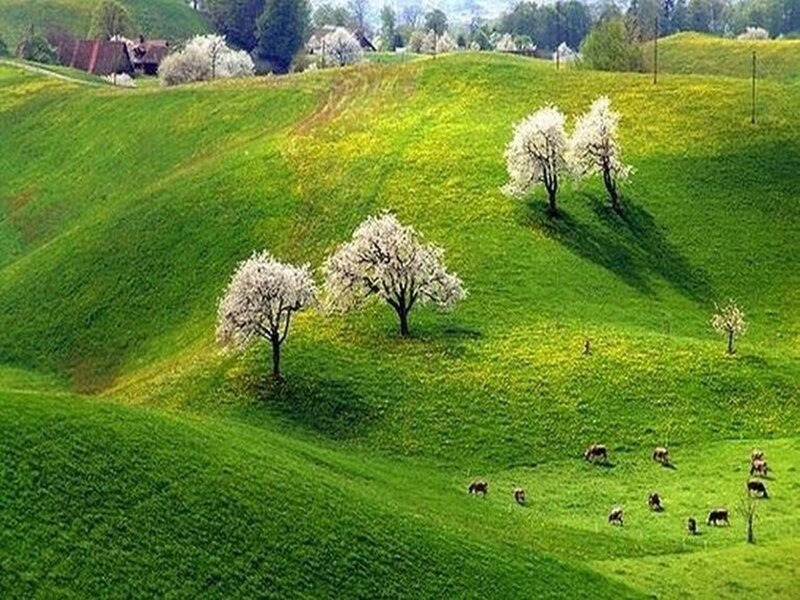 Cows Grazing on Hillside — Green, Serene, Spring