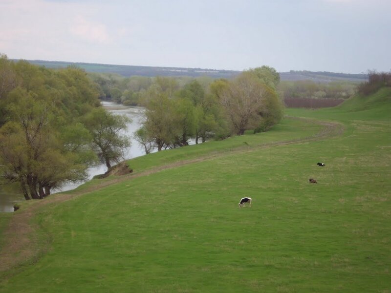 Cows Grazing on Hillside — Green