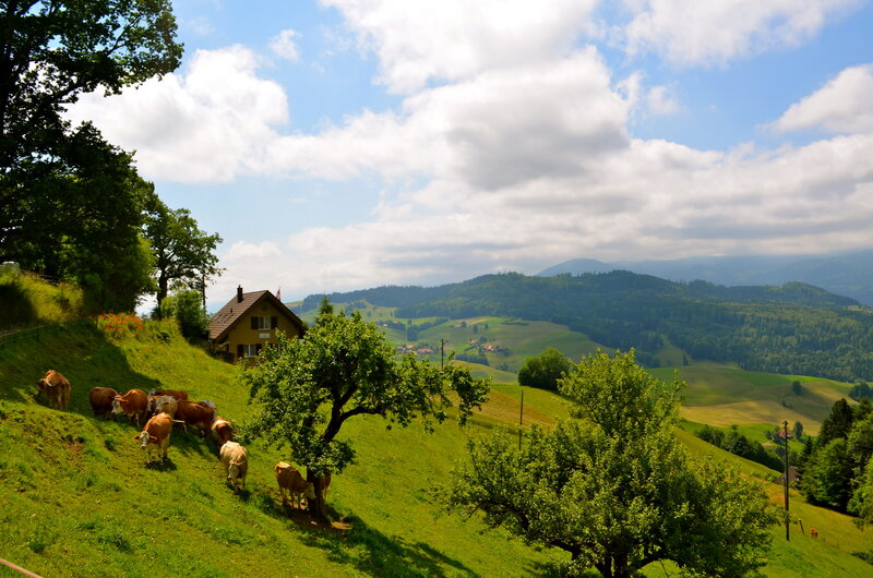 Cows Grazing on Hillside