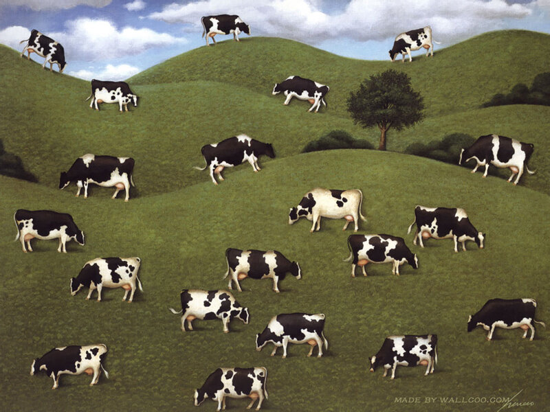 Cows grazing on rolling hills