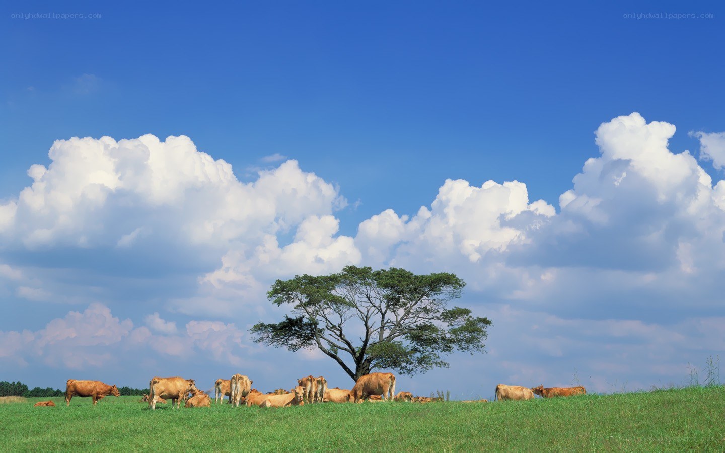 Cows grazing under a blue sky