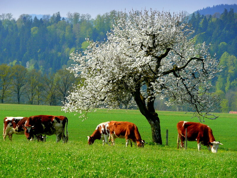 Cows Grazing under Tree