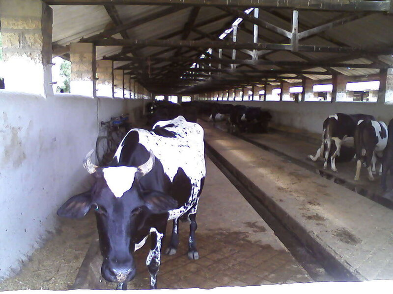 Cows in a barn