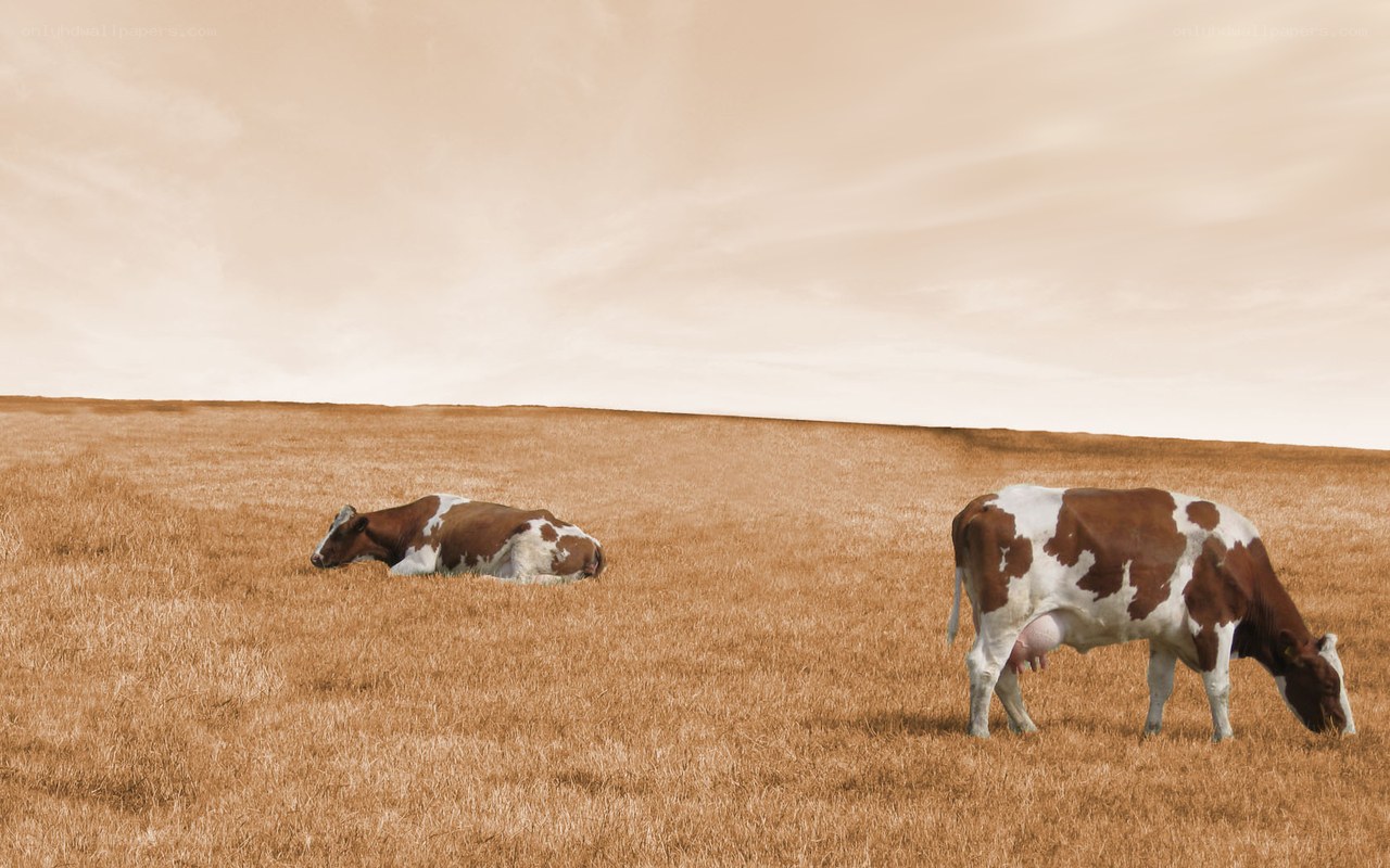 Cows in a dry field