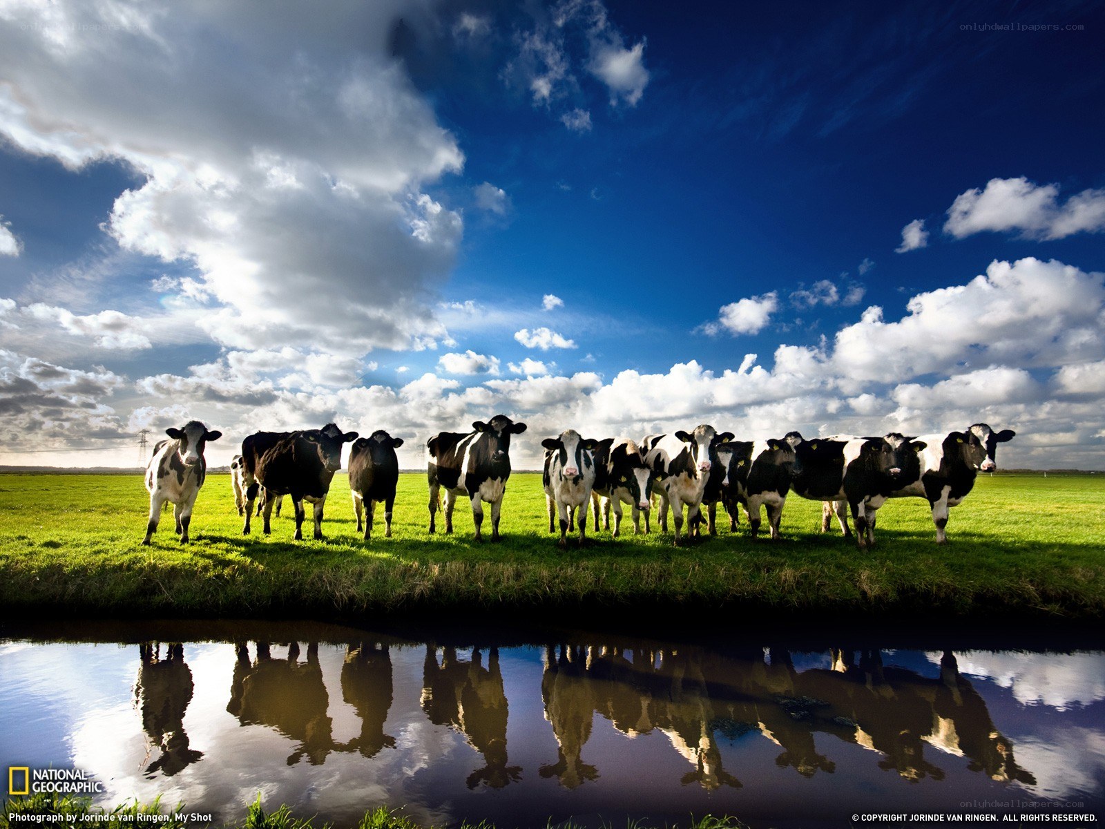 Cows in a Dutch landscape