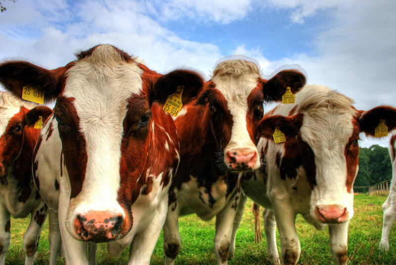Cows in a field