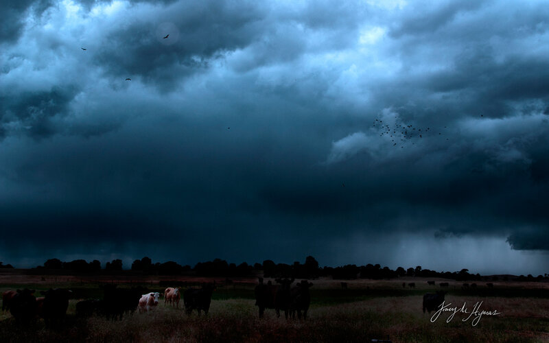 Cows in a Field — Blue, Dramatic