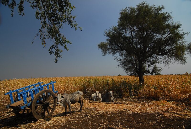Cows in a Field — Blue, Serene