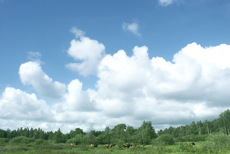 Cows in a Field — Blue