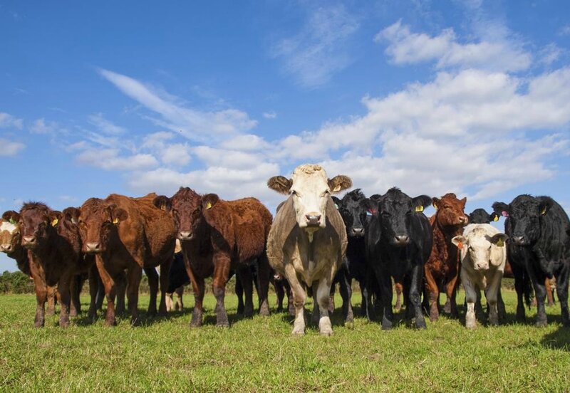 Cows in a Field — Green, Calm, Afternoon