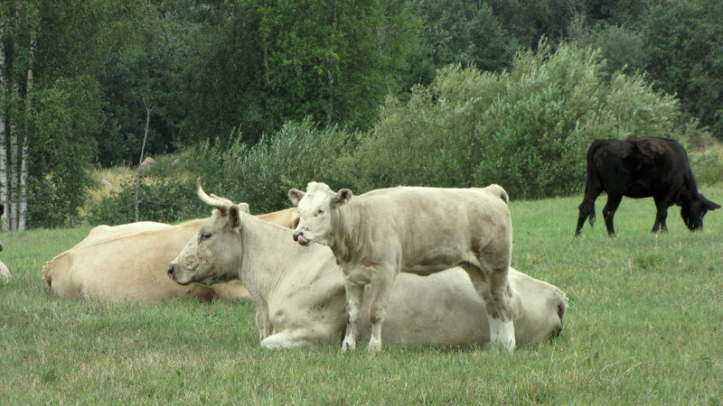 Cows in a Field — Green, Calm