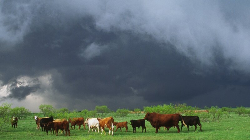 Cows in a Field — Green, Dramatic, Afternoon, Photograph