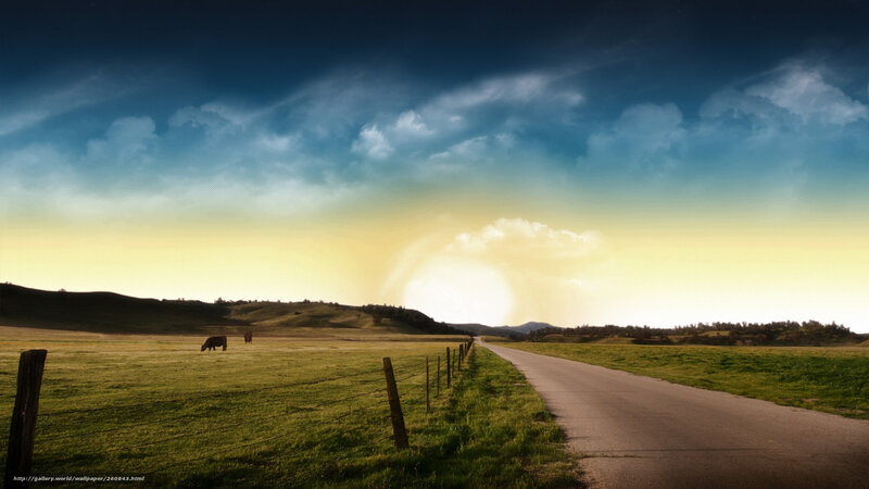 Cows in a Field — Green, Dramatic, Sunset, Photograph, Road