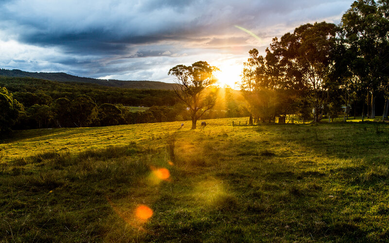 Cows in a Field — Green, Dramatic, Sunset