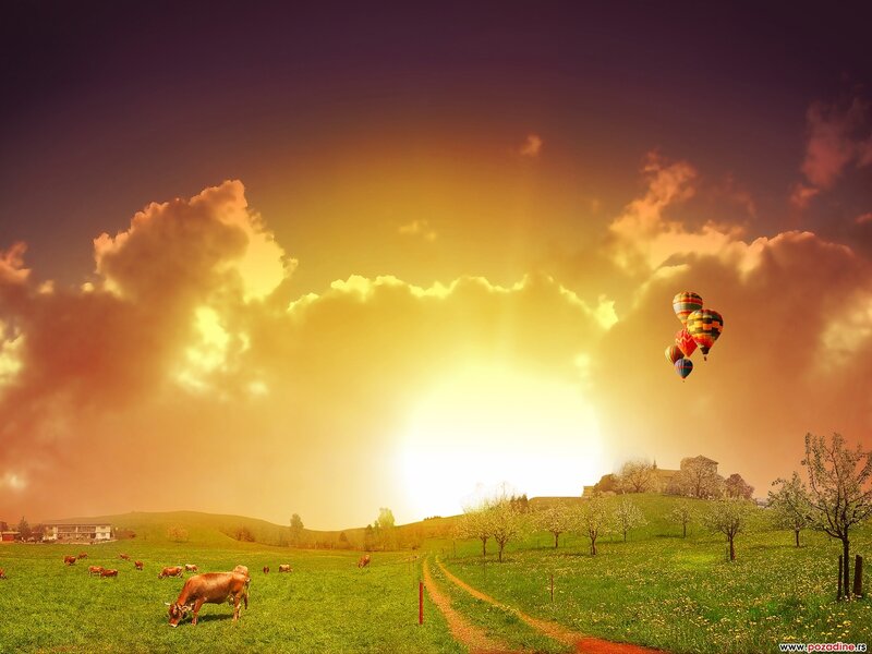 Cows in a Field — Green, Dramatic