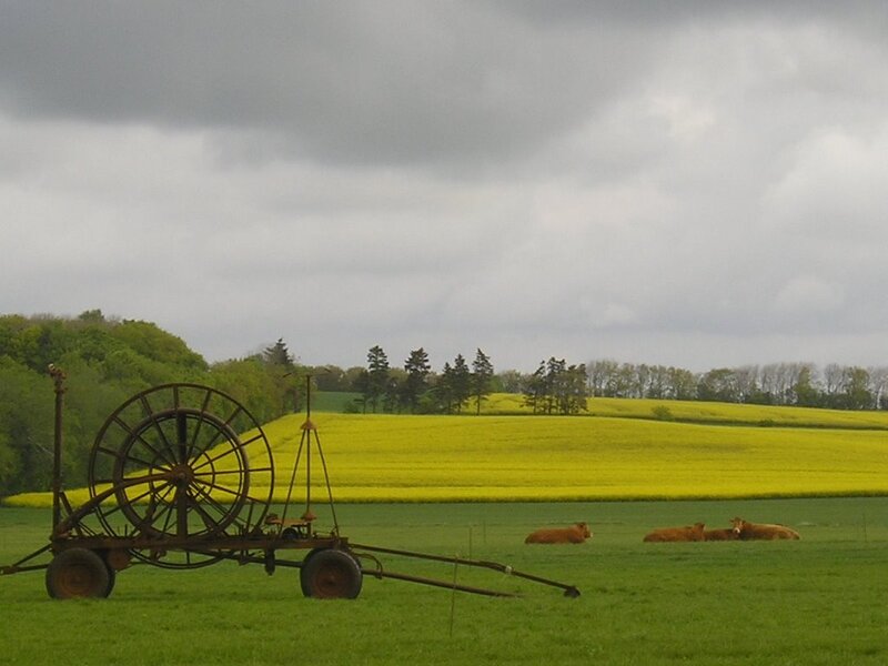 Cows in a Field — Green, Overcast