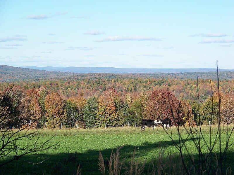 Cows in a Field — Green, Serene, Autumn
