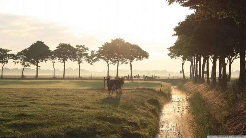 Cows in a Field — Green, Serene, Morning