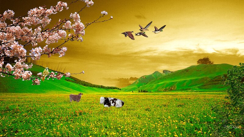 Cows in a Field — Green, Serene, Spring