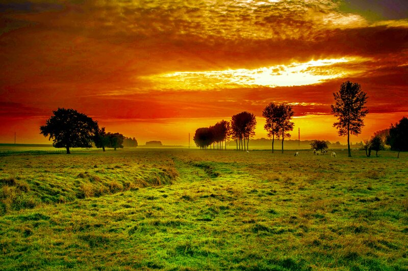 Cows in a Field — Orange, Dramatic, Sunset