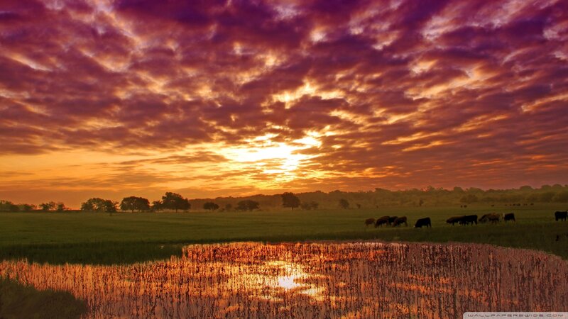 Cows in a Field — Orange, Dramatic