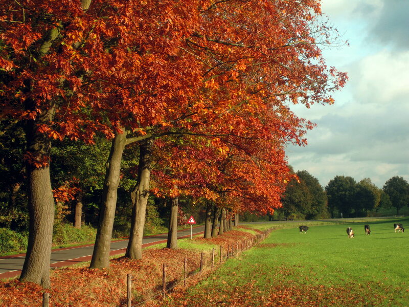 Cows in a Field — Orange, Serene, Autumn
