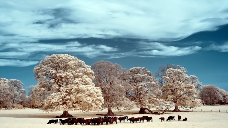 Cows in a Field — White