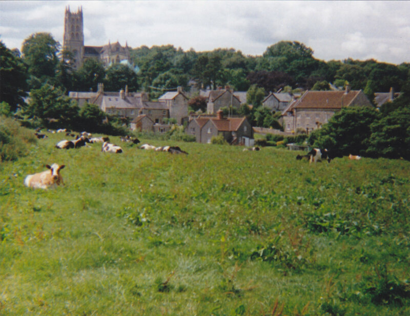 Cows in a field with village