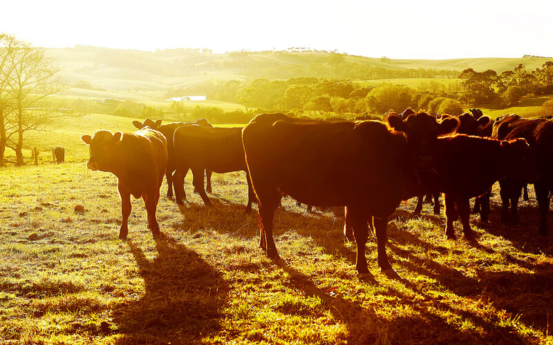 Cows in a Field — Yellow