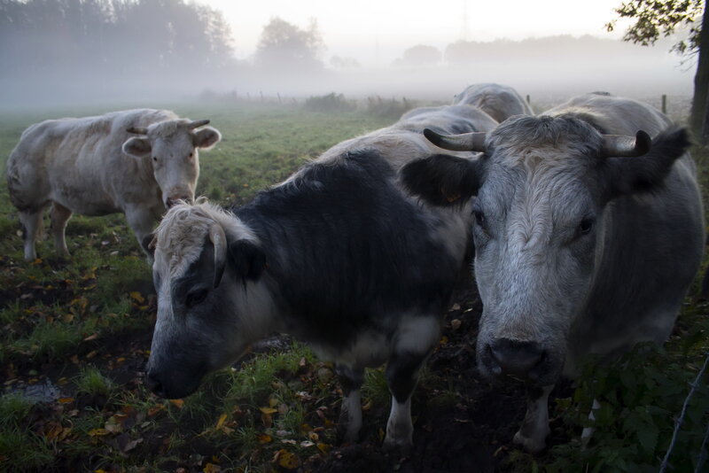 Cows in a Foggy Field — Green, Misty