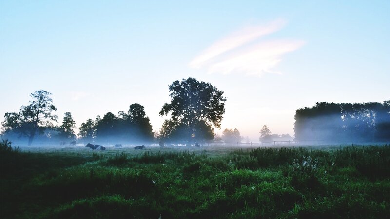 Cows in a Foggy Field — Green, Serene