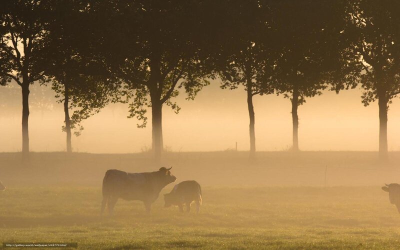 Cows in a Foggy Field — Green