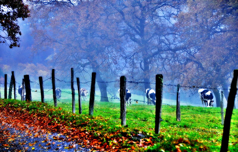 Cows in a Foggy Field
