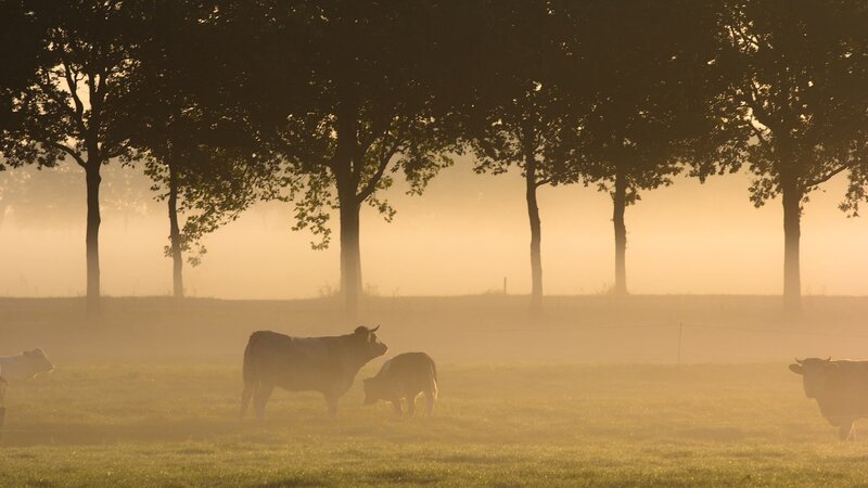 Cows in a Foggy Field — Yellow