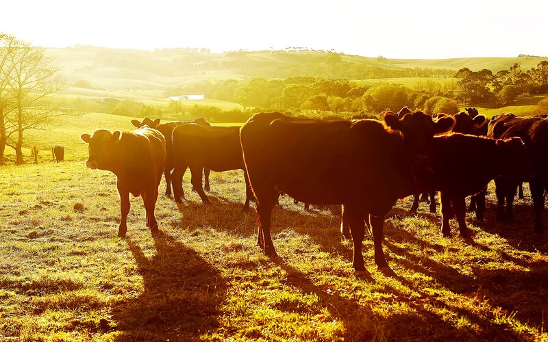 Cows in a golden field