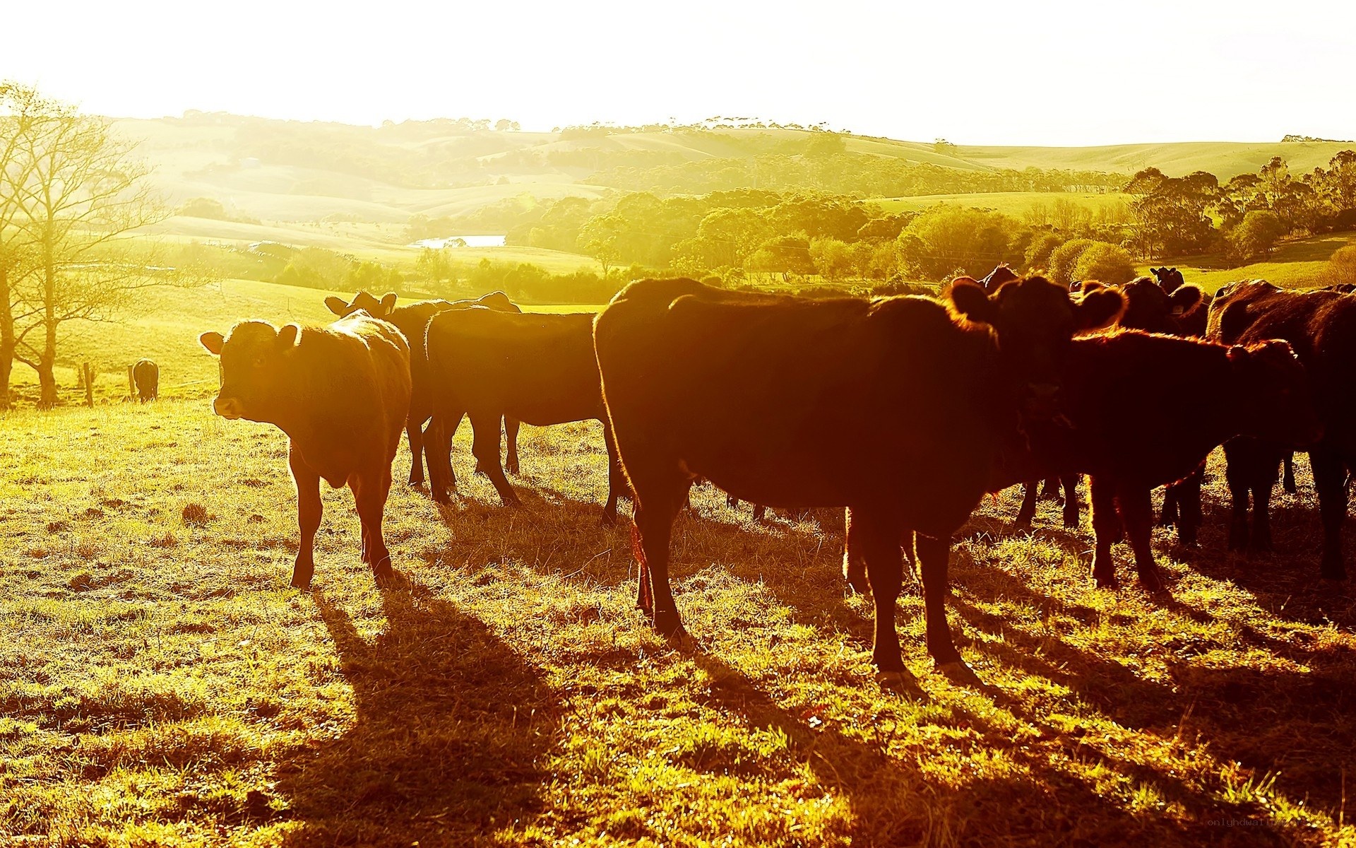 Cows in a golden field