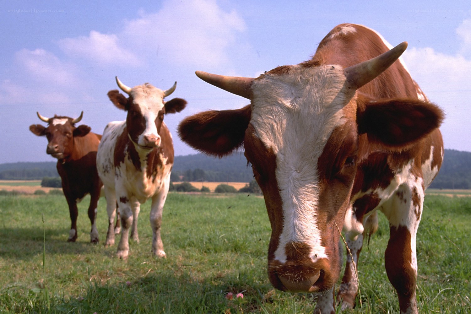 Cows in a grassy field