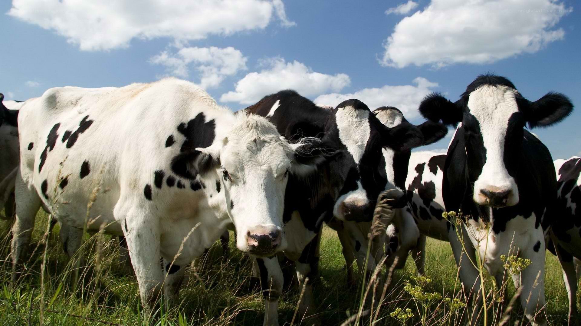 cows in a grassy field