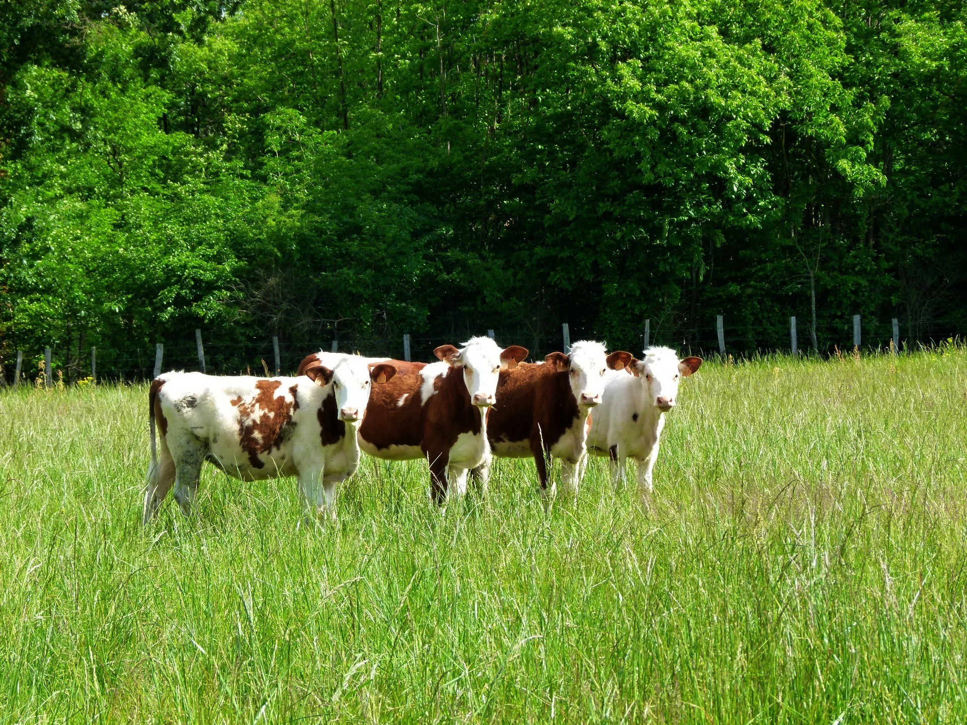 cows in a grassy field