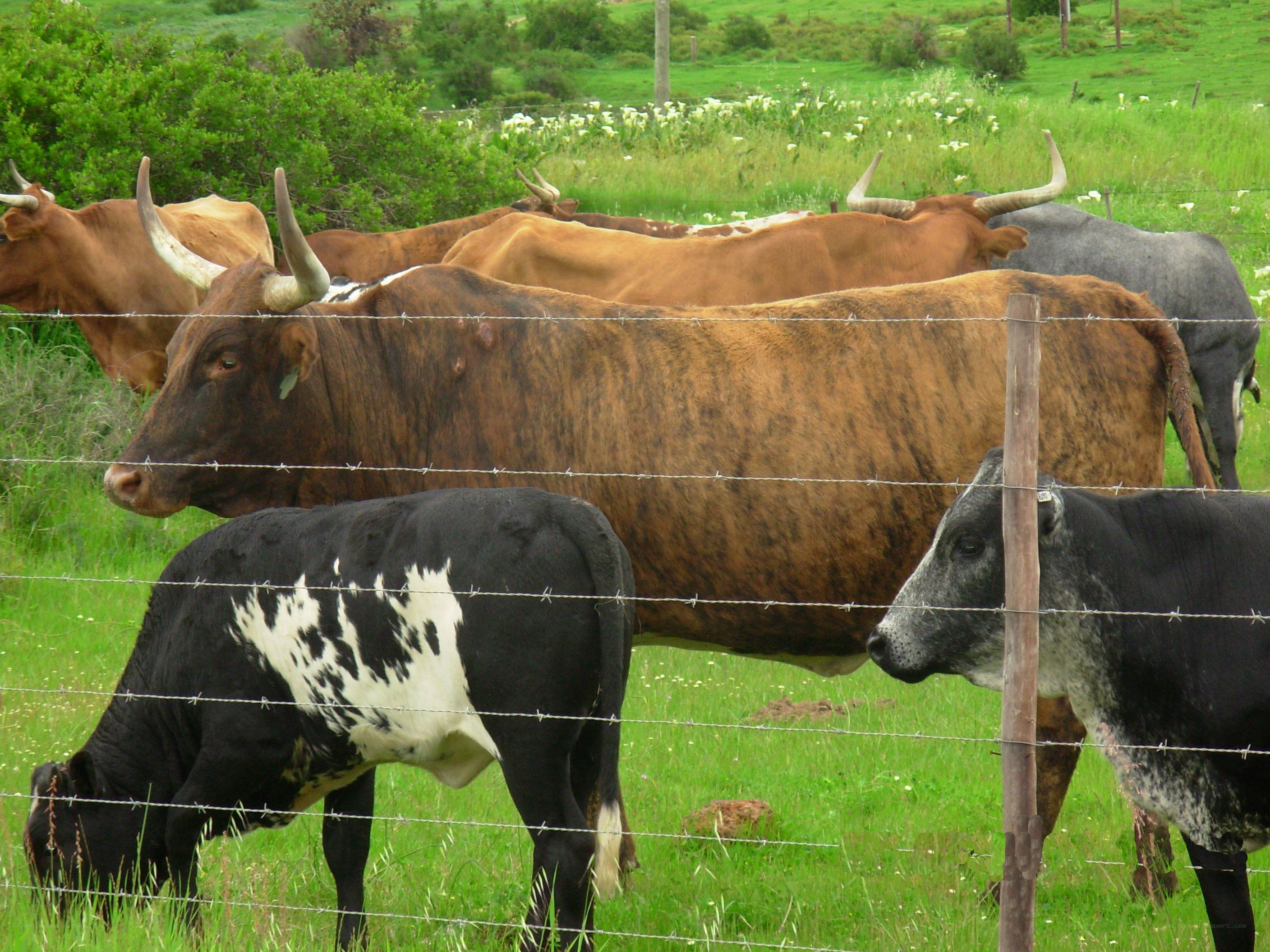 Cows in a grassy field