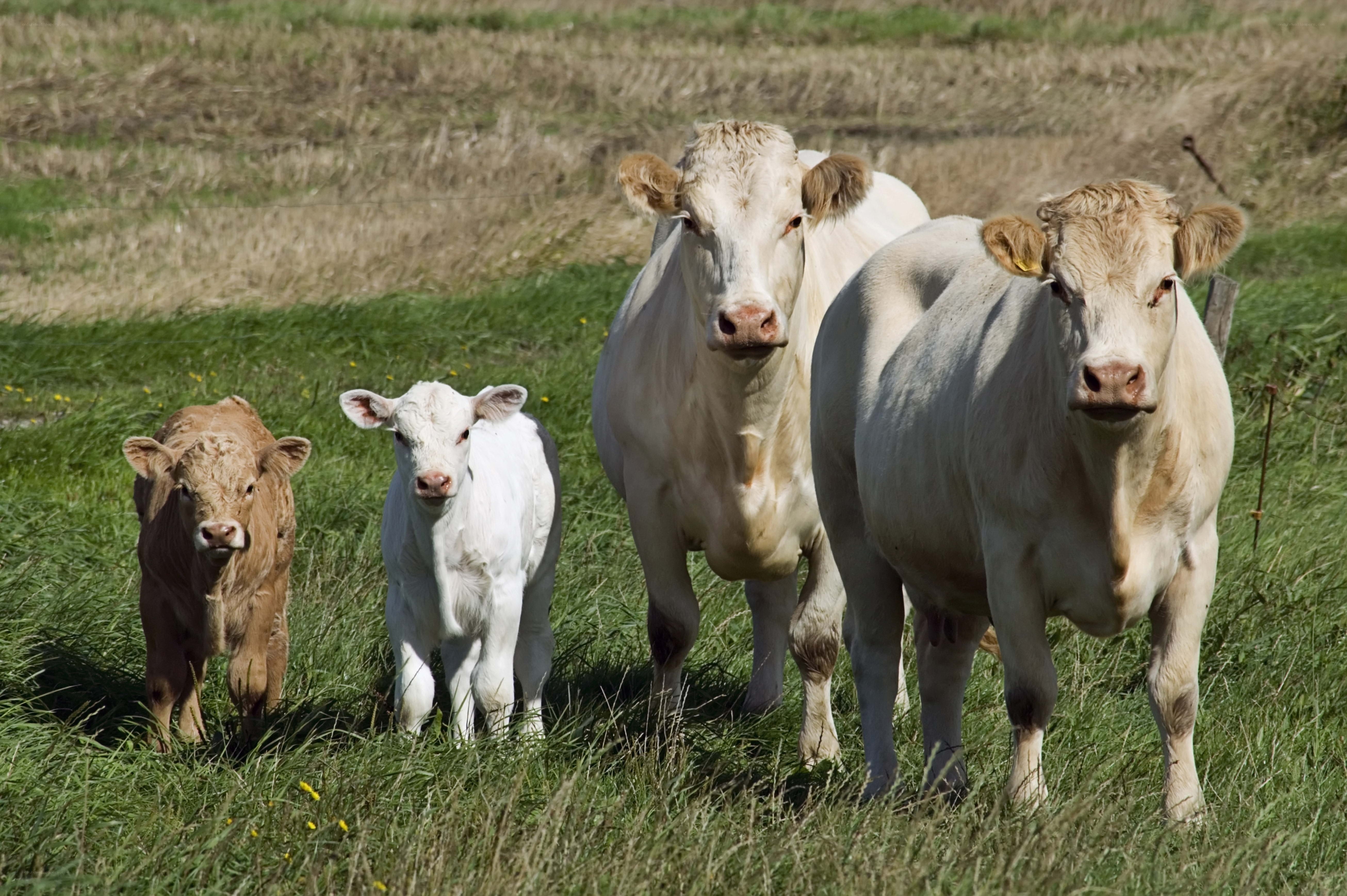 Cows in a grassy field