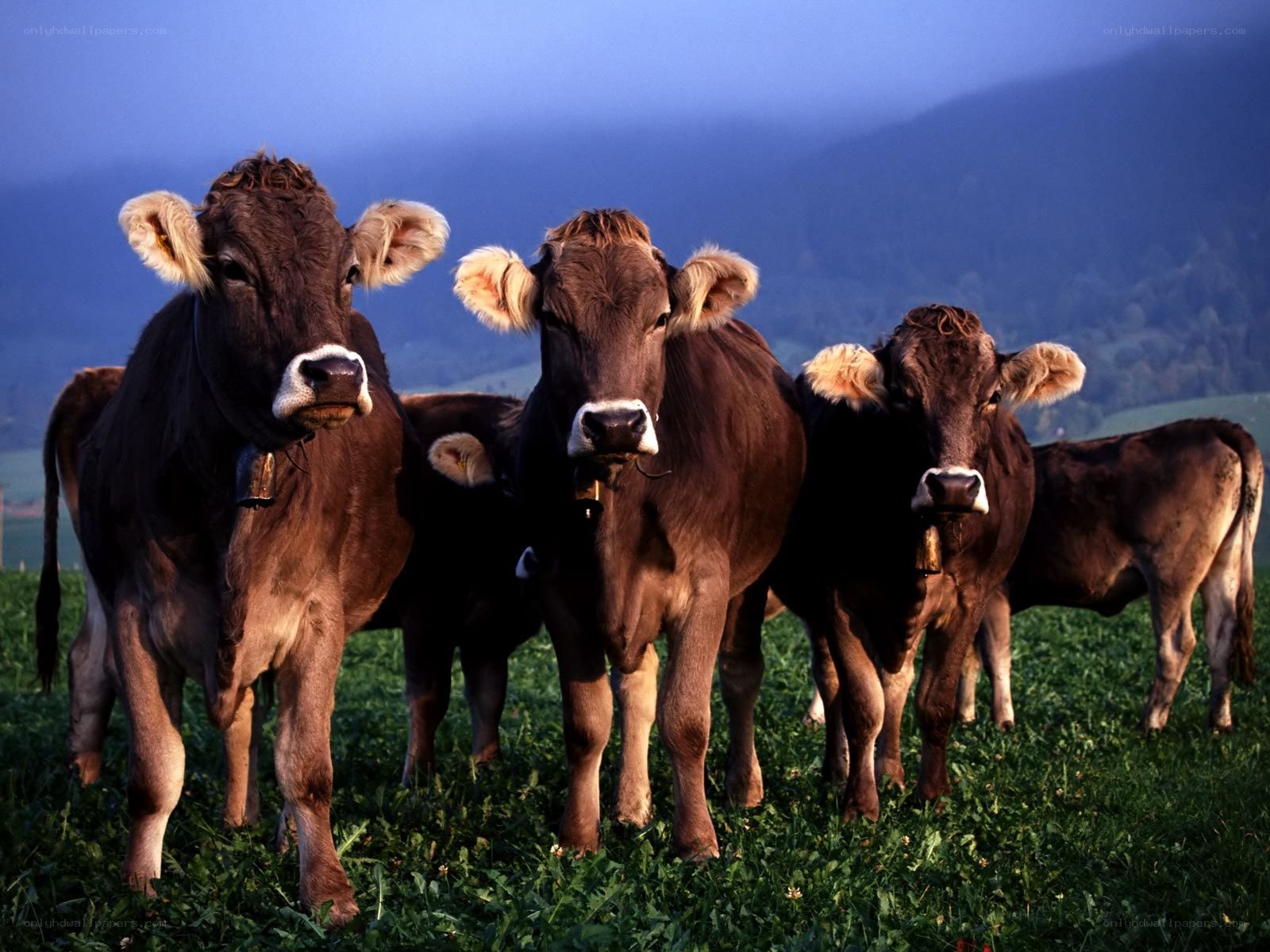 Cows in a green field