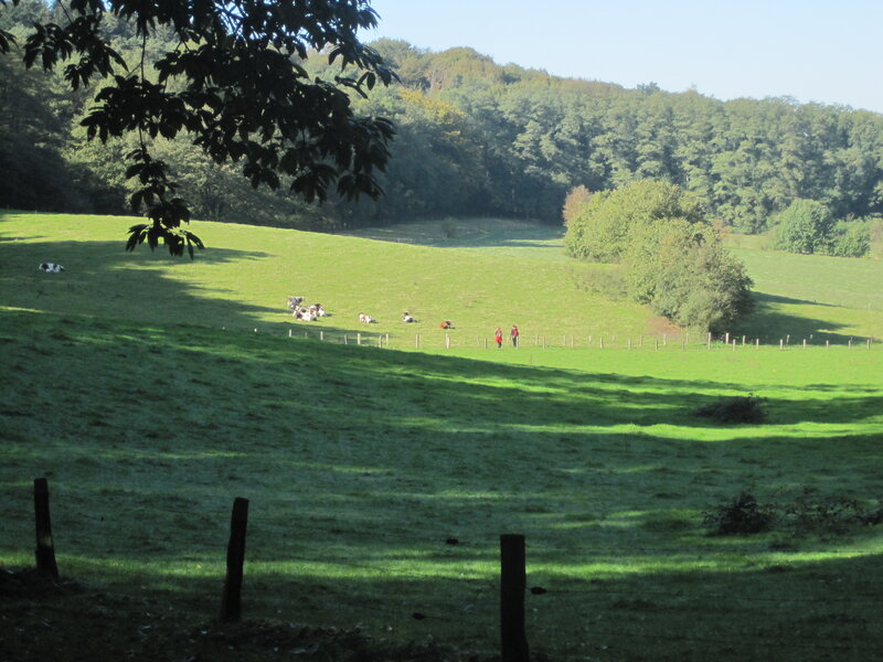 Cows in a Green Field — Serene, Afternoon