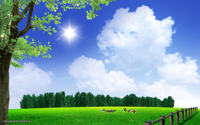 Cows in a Green Field — Serene